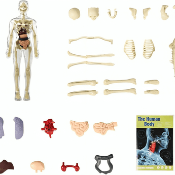 Clear Human Body Structure Model - 50% OFF