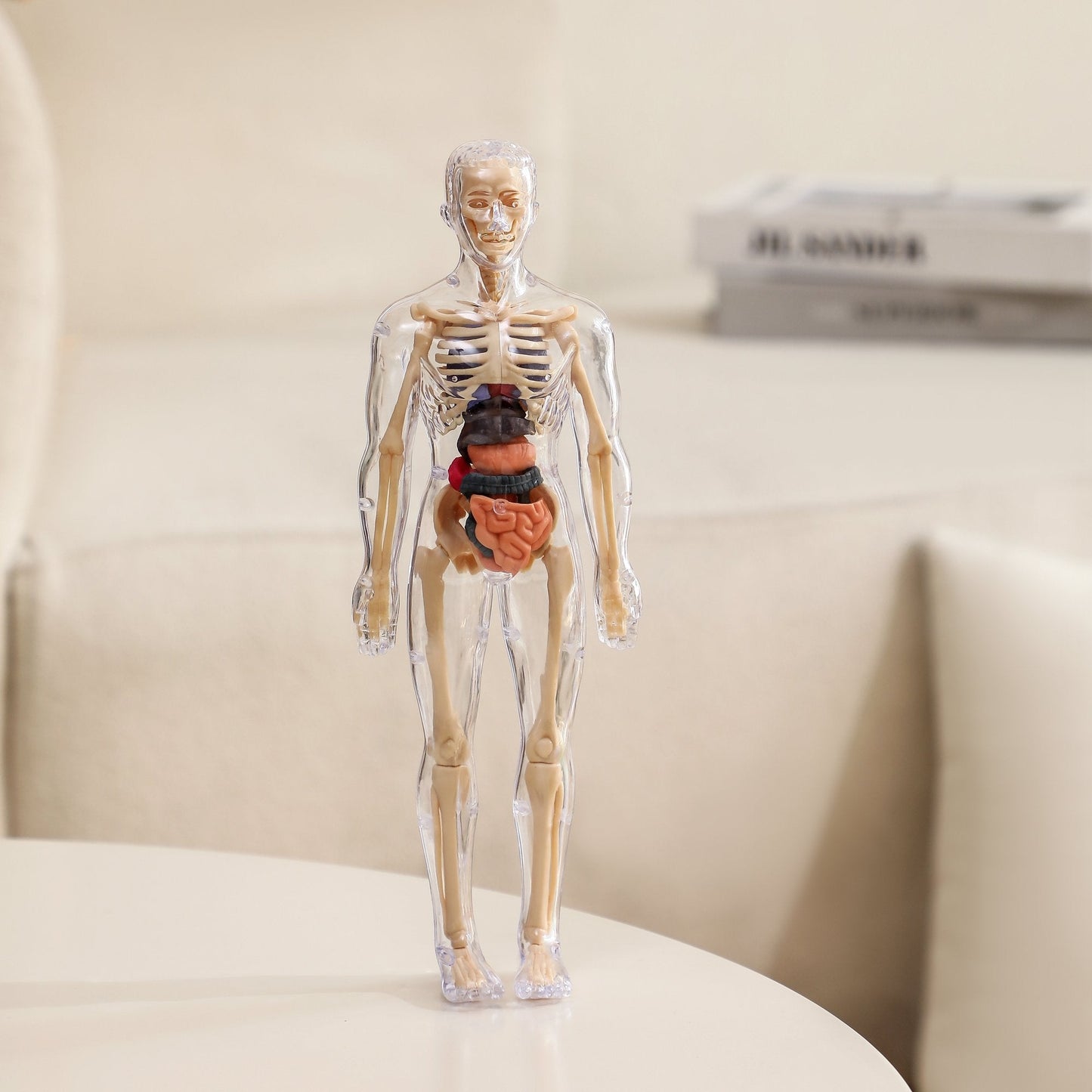 Clear Human Body Structure Model - 50% OFF